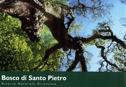 10380321_1432980720300962_3488041978977517094_n-1 Caltagirone, nel bosco di Santo Pietro: Festa dell’albero e della macchia mediterranea  "Pamela Taibi"